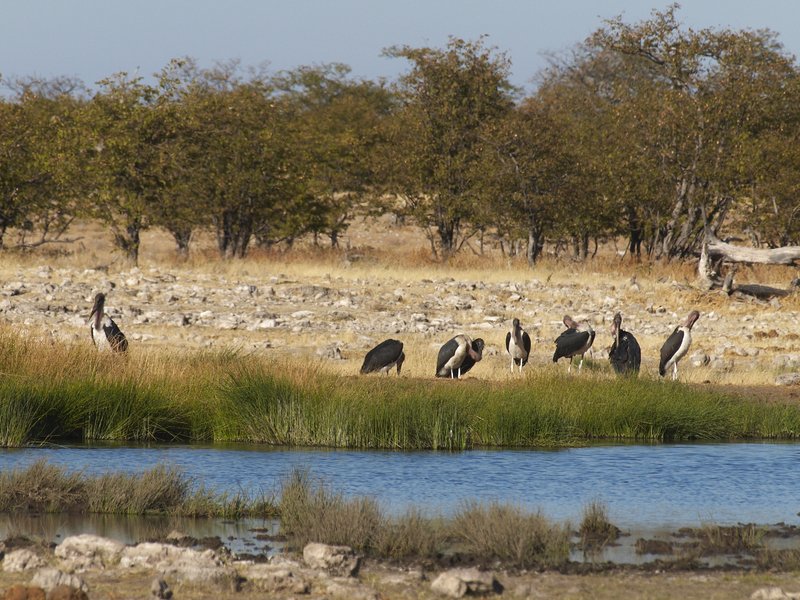 Elephant, Etosha National Park, Rietfontein,
Marabou